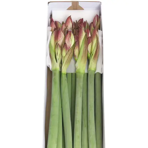 Amaryllis Krt.rot/weiss Showmaster X12