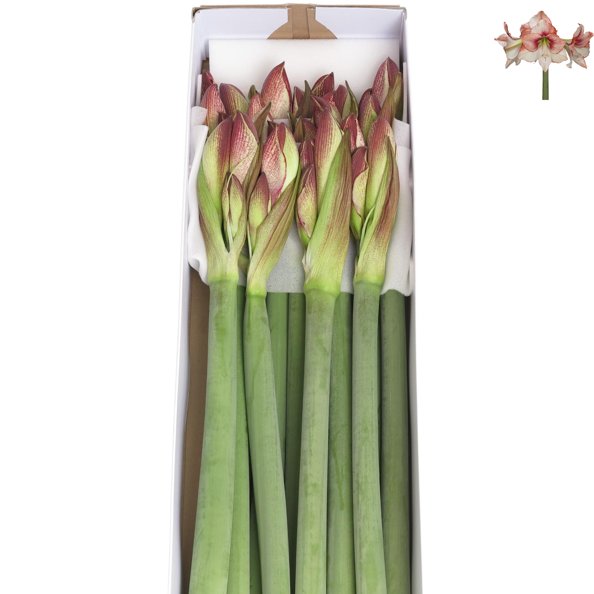 Amaryllis Krt.rot/weiss Showmaster X12