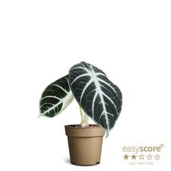 Alocasia Reginula Ninja T09 H020