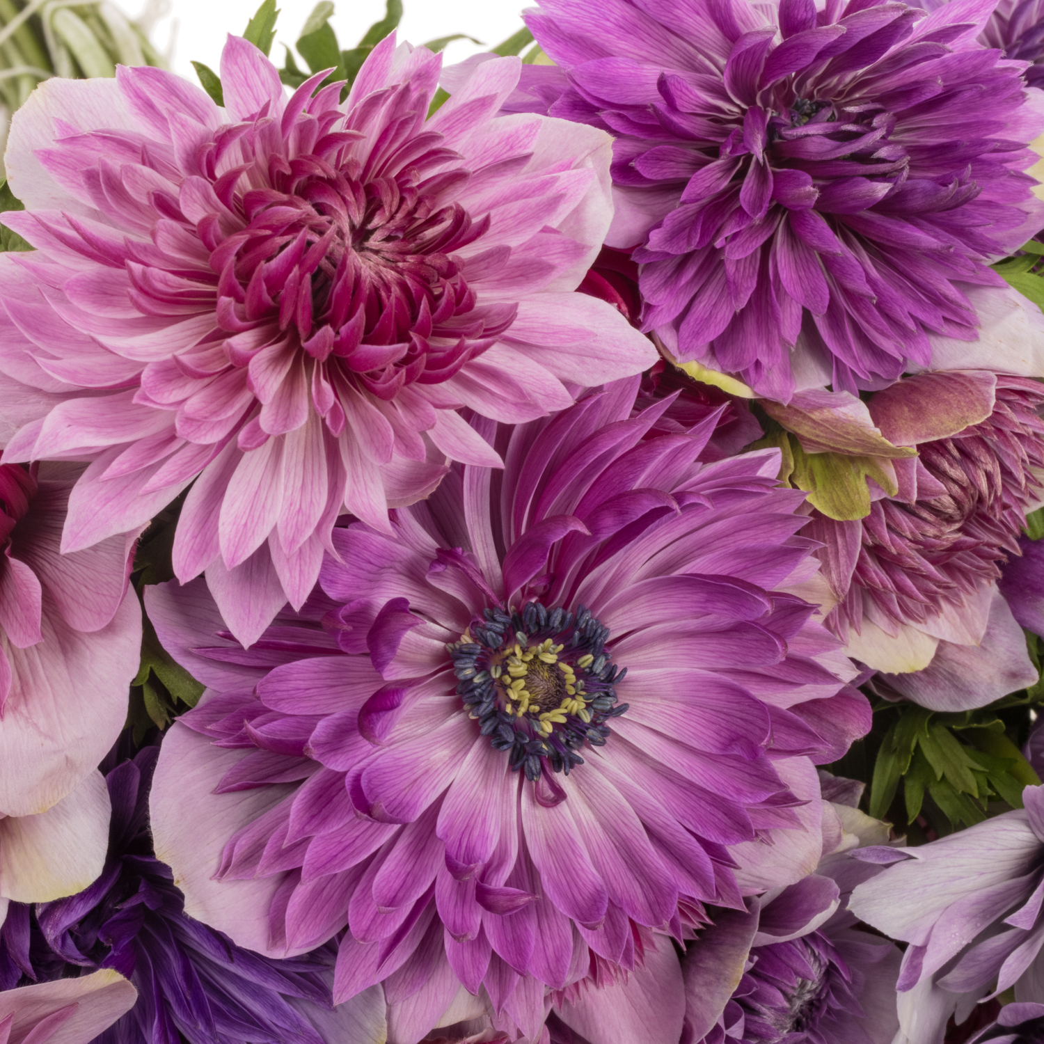 Anemone mix pastel Fullstar Israel 30cm x 50