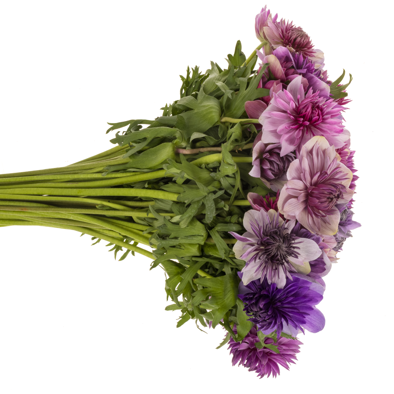 Anemone mix pastel Fullstar Israel 30cm x 50