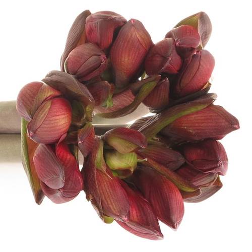 Amaryllis rot Rapido Mini Blüte