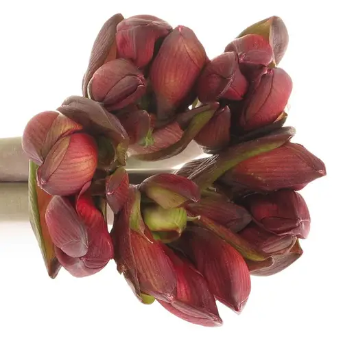 Amaryllis rot Rapido Mini Blüte