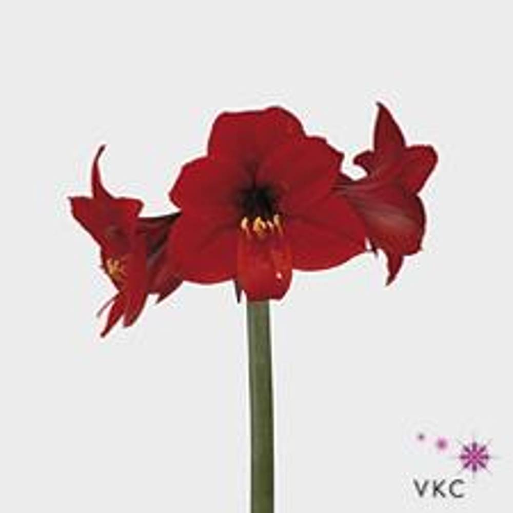 Amaryllis rot Rapido Mini Blüte