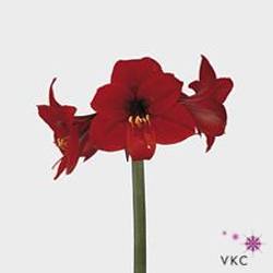 Amaryllis rot Rapido Mini Blüte