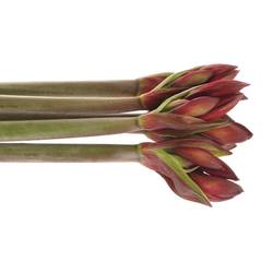 Amaryllis rot Rapido Mini Blüte
