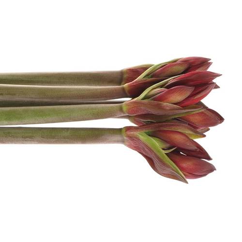 Amaryllis rot Rapido Mini Blüte