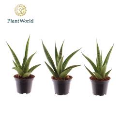 Sanseveria Pineapple T07 H018