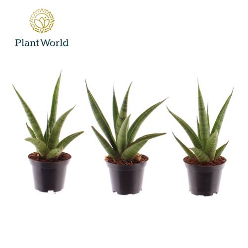 Sanseveria Pineapple T07 H018