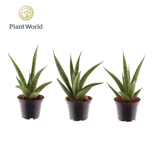 Sanseveria Pineapple T07 H018