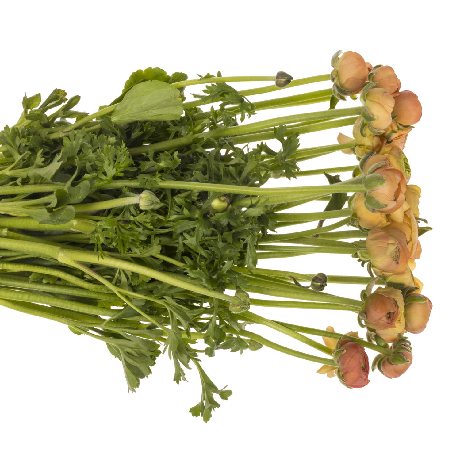 Ranunkel apricot Dolcevita Salmone 45cm x 30