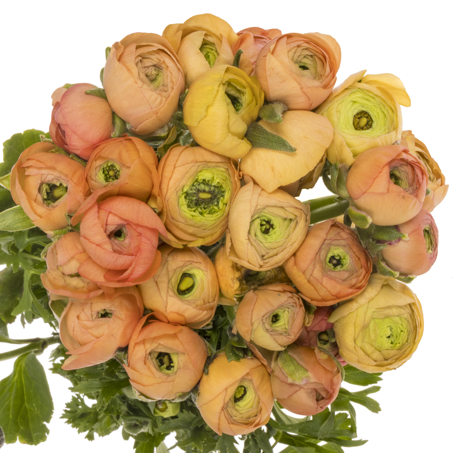 Ranunkel apricot Dolcevita Salmone 45cm x 30