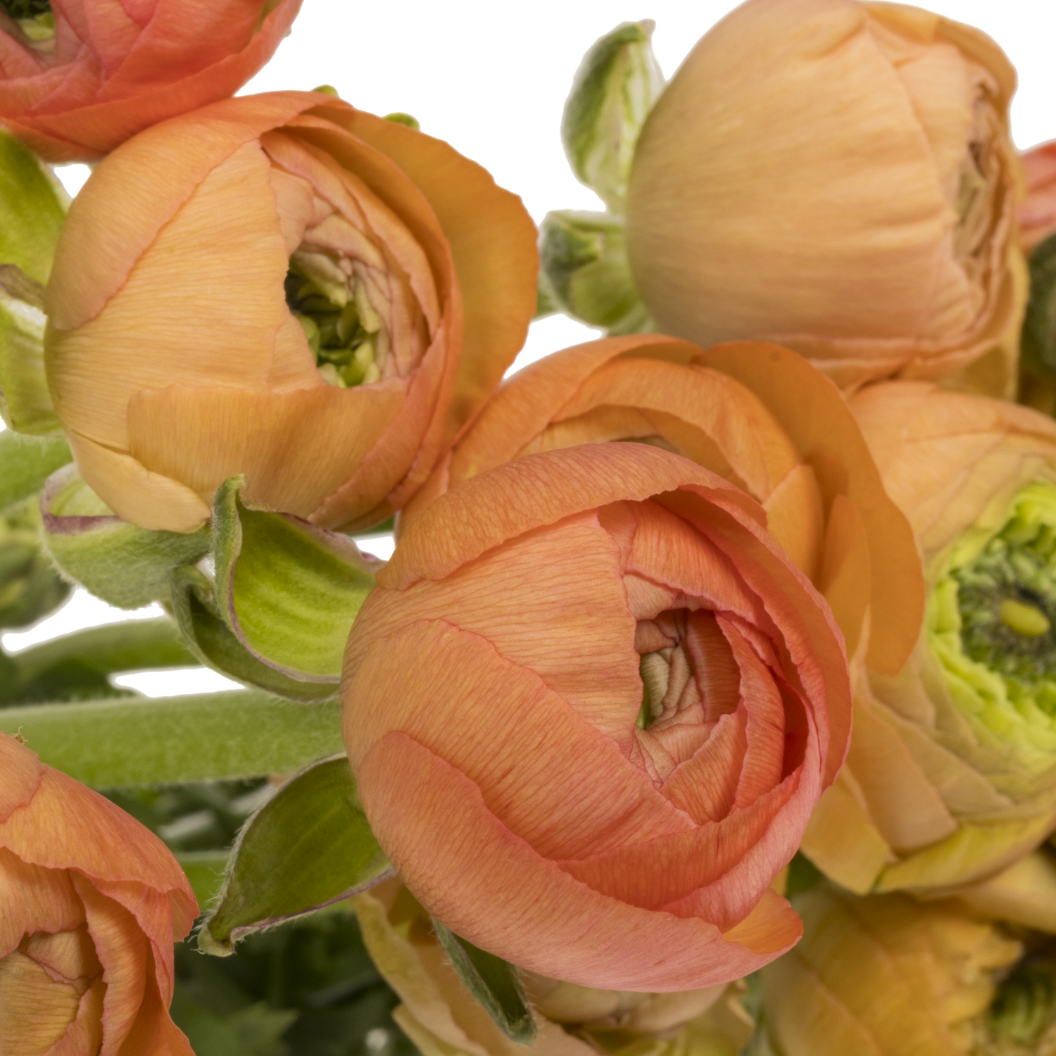 Ranunkel apricot Dolcevita Salmone 45cm x 30