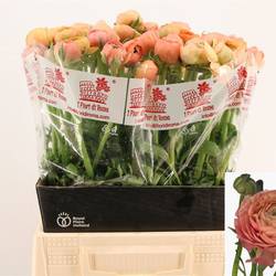 Ranunkel apricot Dolcevita Salmone 45cm x 30