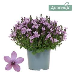 Campanula lila Ambella Intense Pink T12 H025
