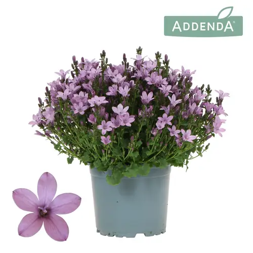 Campanula lila Ambella Intense Pink T12 H025