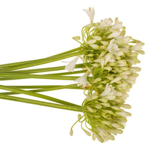 Agapanthus weiss Mara 80cm