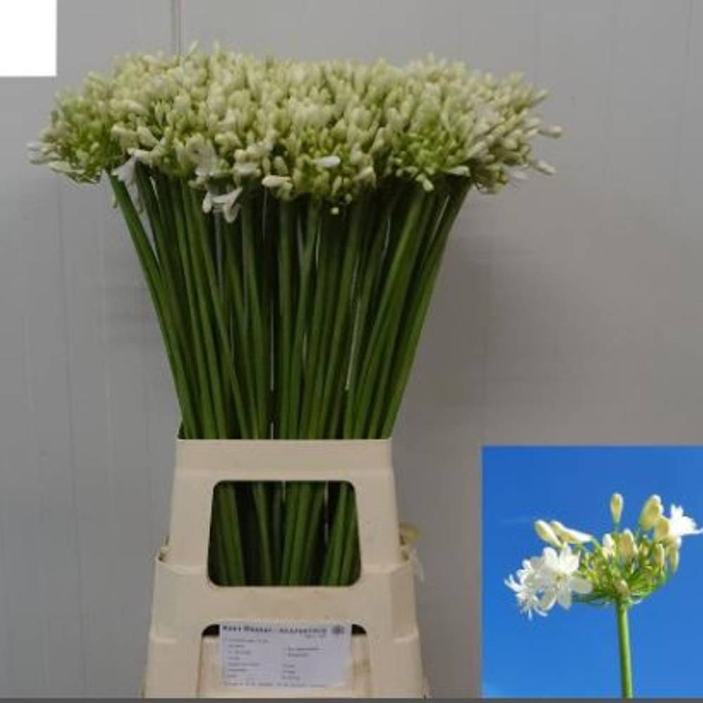 Agapanthus weiss Mara 80cm