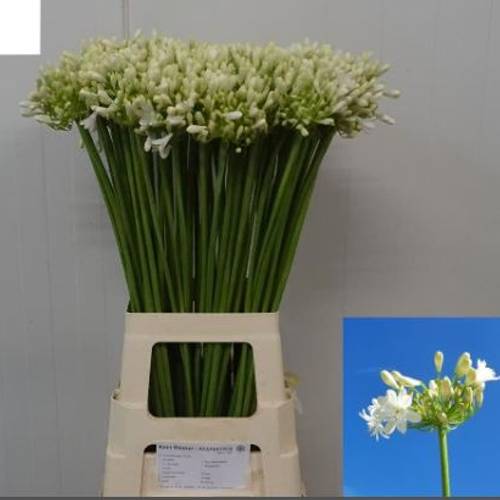 Agapanthus weiss Mara 80cm