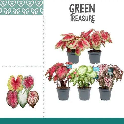 Caladium mix T17 H040