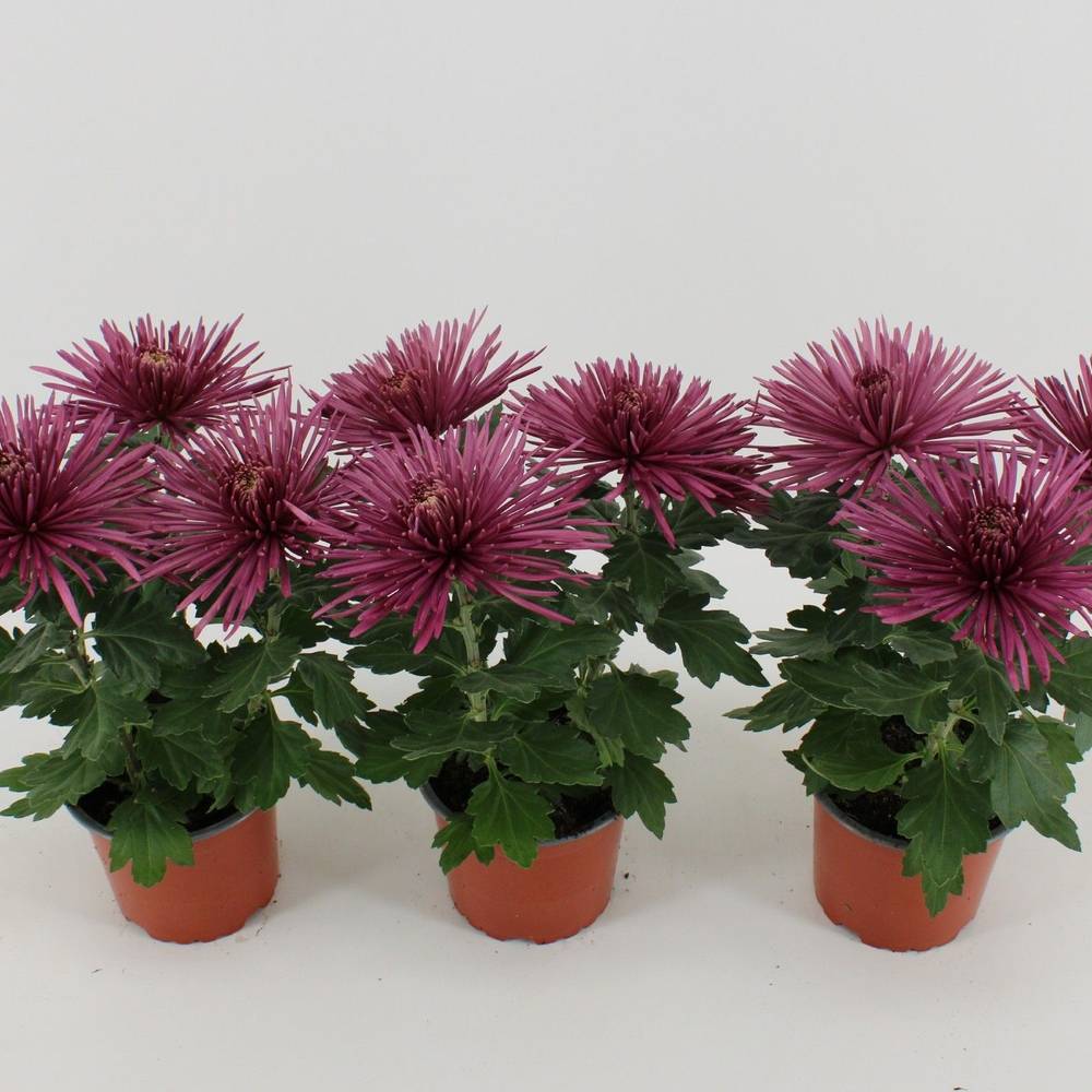 Chrys.Anastasia lila T12 H030