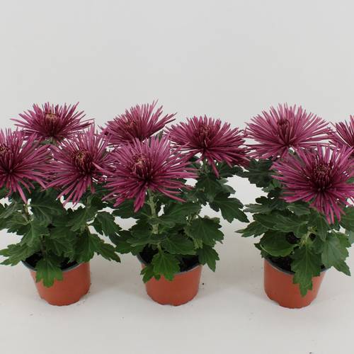 Chrys.Anastasia lila T12 H030