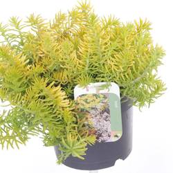 Sedum reflexum T17 H025