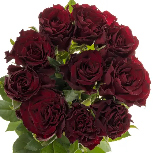 Rose weinrot Dark Knight 70cm