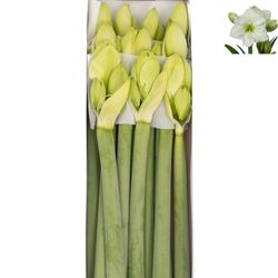 Amaryllis Krt.weiss Sensation X10