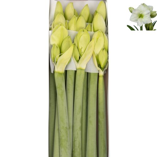 Amaryllis Krt.weiss Sensation X10