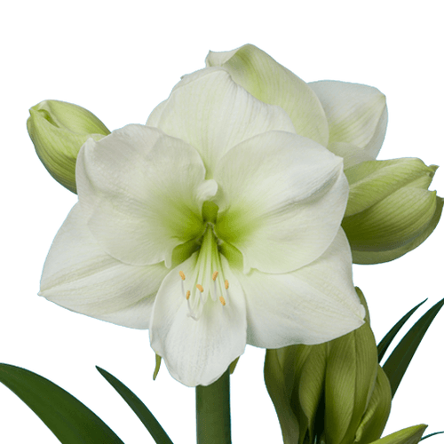 Amaryllis Krt.weiss Sensation X10