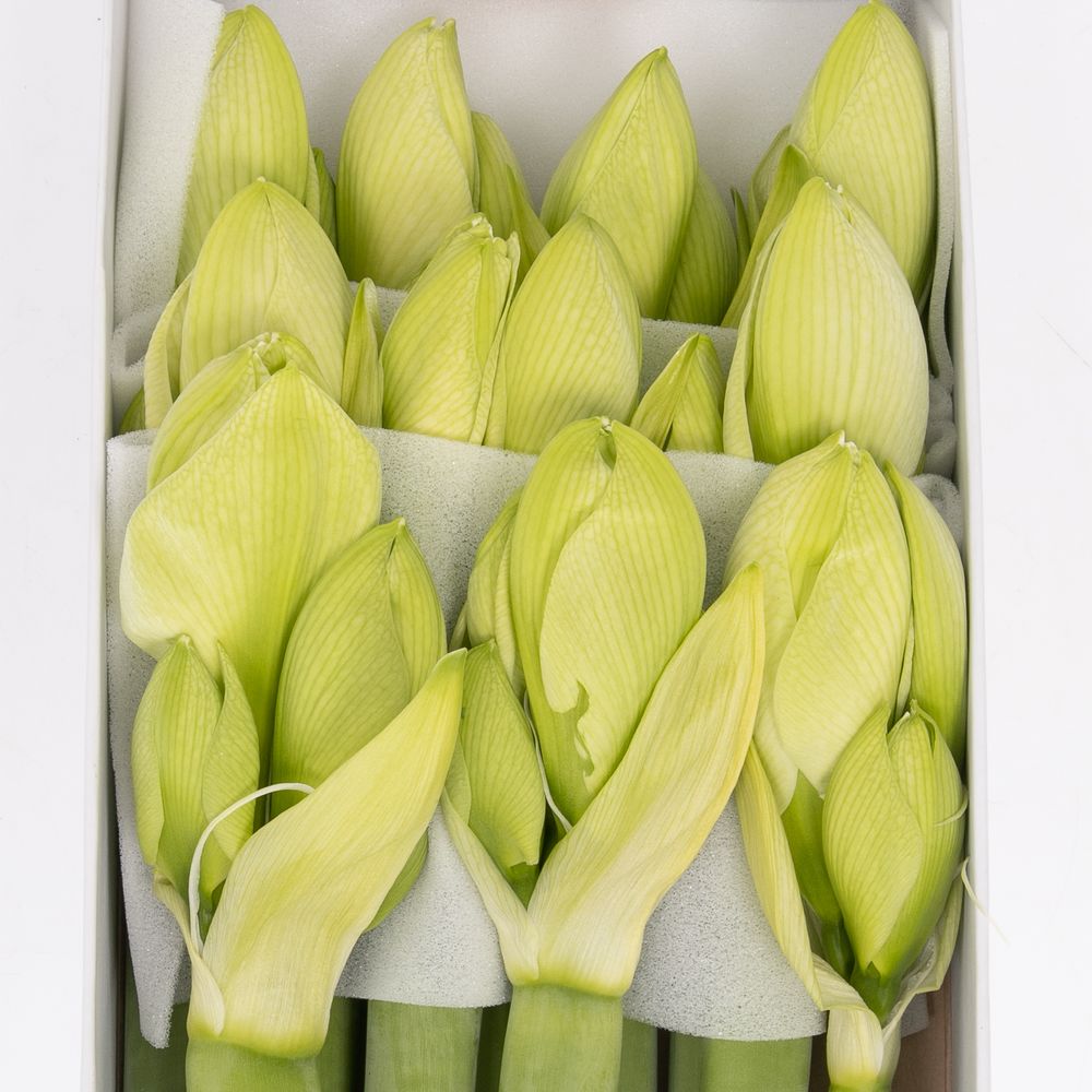 Amaryllis Krt.weiss Sensation X10