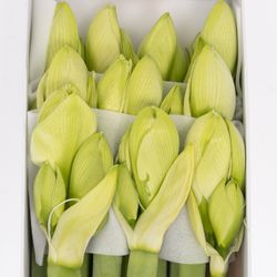 Amaryllis Krt.weiss Sensation X10