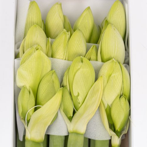 Amaryllis Krt.weiss Sensation X10