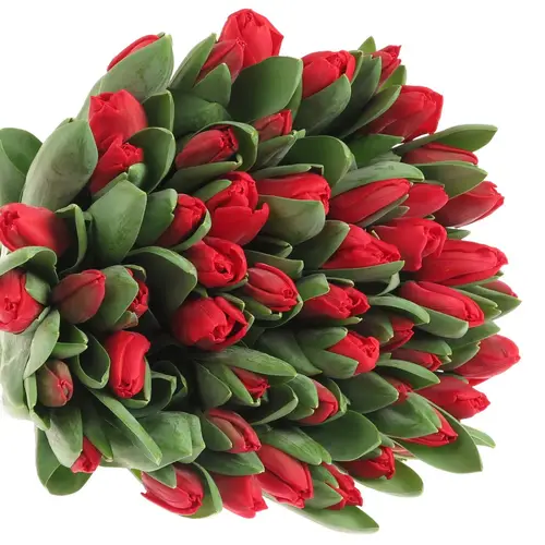 Tulpe rot Escape 36 Gramm Valentin Angebot