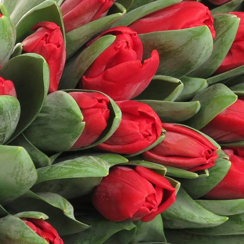 Tulpe rot Escape 36 Gramm Valentin Angebot
