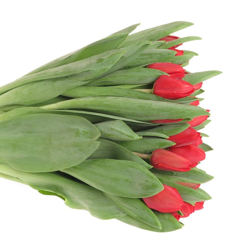 Tulpe rot Escape 36 Gramm Valentin Angebot