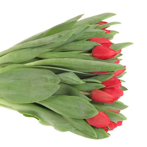 Tulpe rot Escape 36 Gramm Valentin Angebot