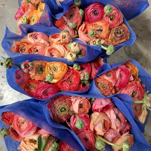 Ranunkel orange / apricot mix Pastello Super 45cm