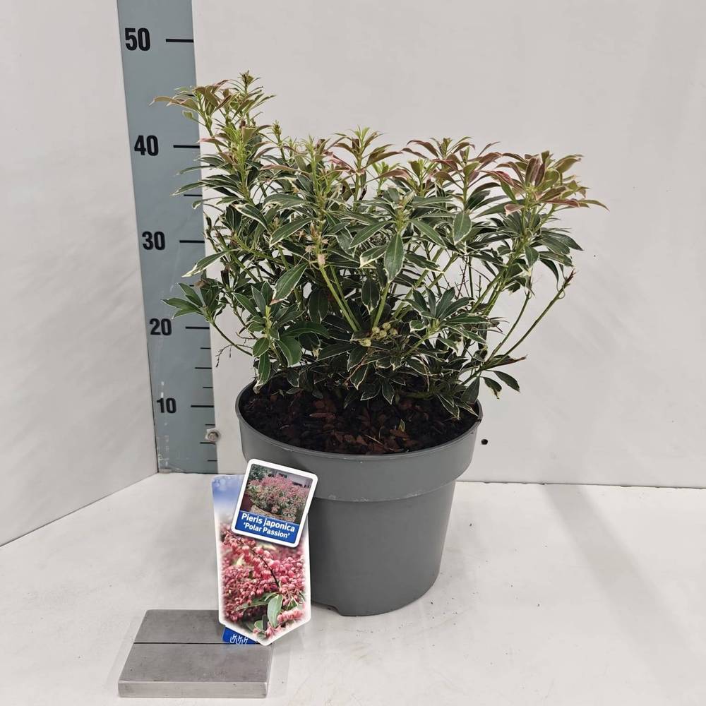 Pieris Jap. Polar Passion T23 H050