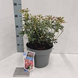 Pieris Jap. Polar Passion T23 H050