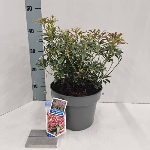 Pieris Jap. Polar Passion T23 H050