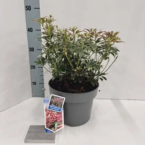 Pieris Jap. Polar Passion T23 H050