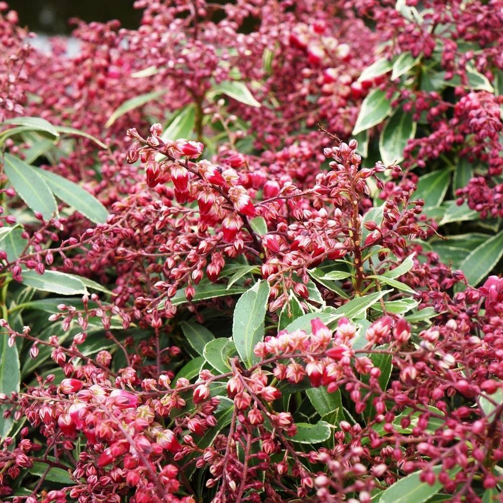 Pieris Jap. Polar Passion T23 H050
