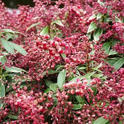 Pieris Jap. Polar Passion T23 H050