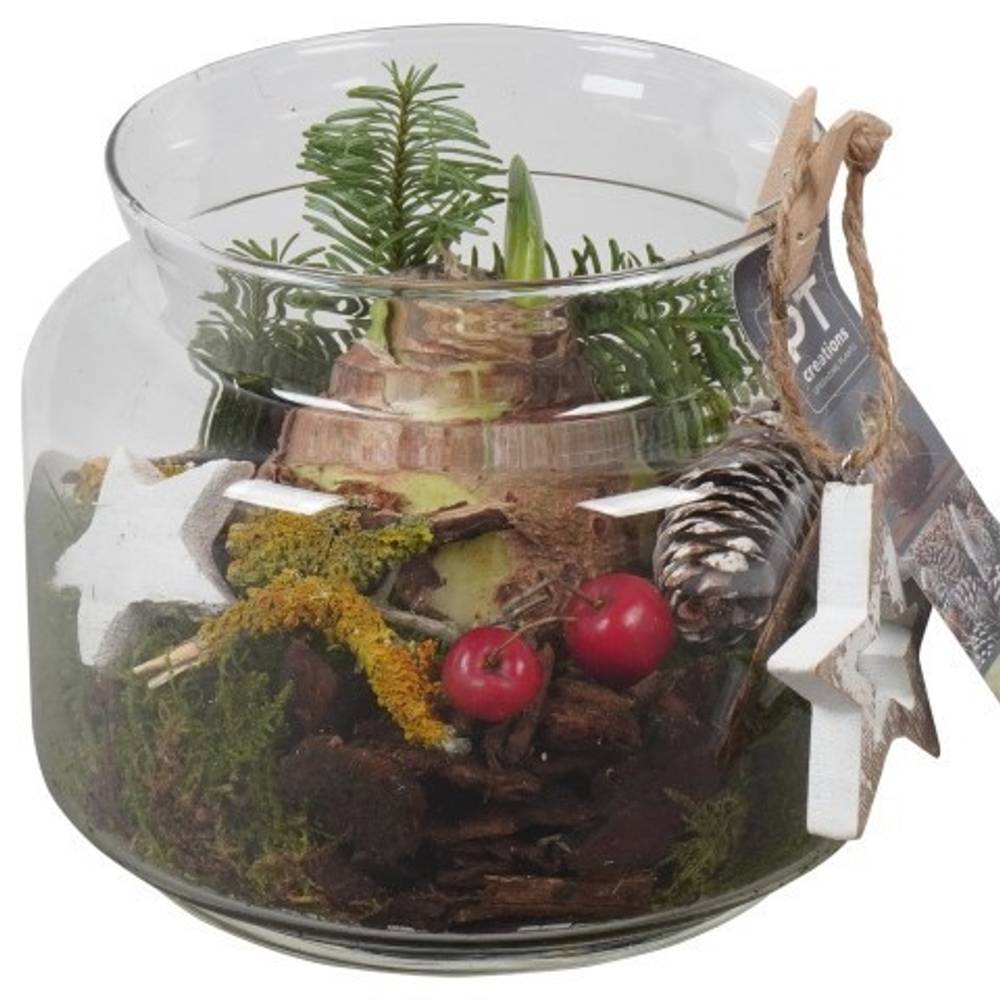 Amaryl.Arr PTACH5926 rote Bl. Weihnachten T16 H019