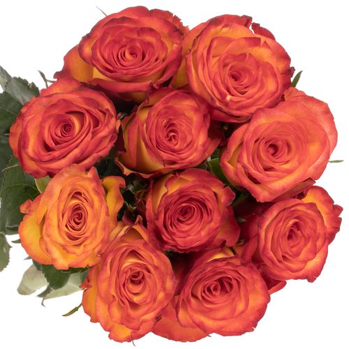 Rose gelb/dunkel orange High & Magic (Ec) 50cm