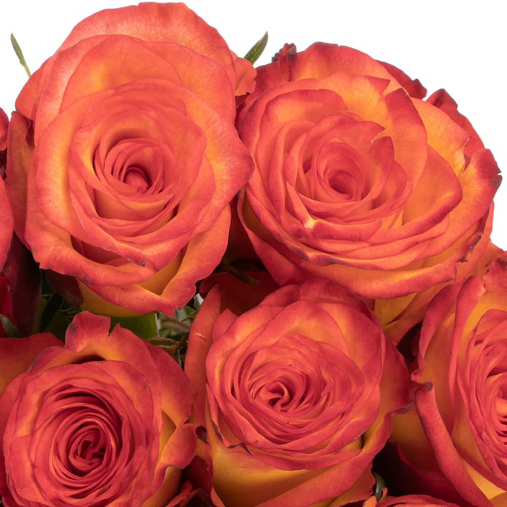 Rose gelb/dunkel orange High & Magic (Ec) 50cm