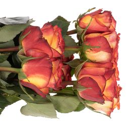 Rose gelb/dunkel orange High & Magic (Ec) 50cm