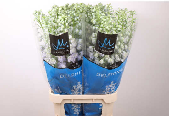 Delphinium milka Milka lavender 100cm